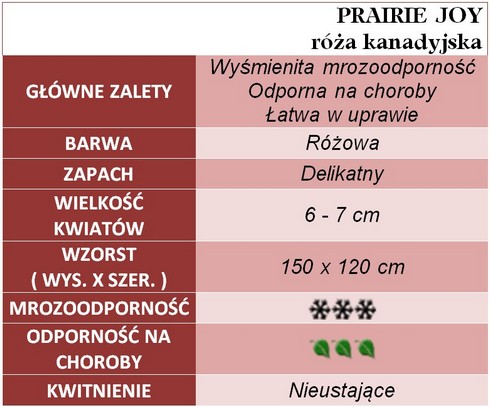 PRAIRIE JOY róża kanadyjska